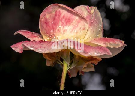 Rosa Rose mit gelben und orangen Schattierungen. Schöne Blütenblätter einer rosa Rosenblüte Stockfoto