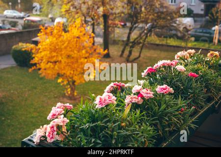 Blumen auf dem Balkon und Orangenbäume im Garten im Herbst. Natürlicher floraler Hintergrund. Herbstsaison. Gartenarbeit Stockfoto