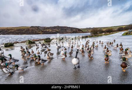 Enten und Gänse, die sich an einem nassen, stürmischen Wintertag in Yorkshire neben einem See versammeln, Stockfoto