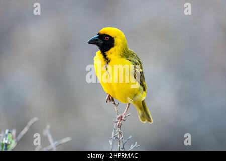 Der südliche maskierte Webervogel (Ploceus velatus) ist in einem Gefieder aus gelben Federn erwachsen, der auf einem Zweig im Karoo-Nationalpark in Südafrika thront Stockfoto