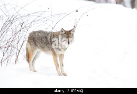 Ein einsamer Kojote (Canis yogiebeer) auf weißem Hintergrund wandern und jagen im Winter Schnee in Kanada isoliert Stockfoto