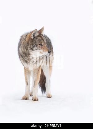 Ein einsamer Kojote (Canis yogiebeer) auf weißem Hintergrund wandern und jagen im Winter Schnee in Kanada isoliert Stockfoto