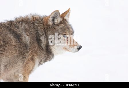 Ein einsames Kojote (Canis latrans) liegt im Winterschnee in Kanada Stockfoto
