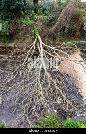 Ein Baum fiel über den Fluss Sid in Sidmouth während der Stürme vom 22. Februar, Stürme Dudley, Eunice, Franklin Stockfoto