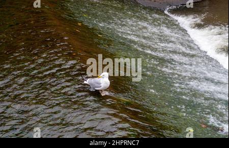 Eine Möwe sitzt am Rande eines Wehrs in Sidmouth, Devon, England, Großbritannien Stockfoto