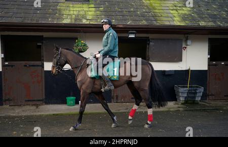 Al Boum Foto mit Paul Roche während des Besuchs auf dem Hof von Willie Mullins in Closutton, Bagenalstown. Bilddatum: Mittwoch, 23. Februar 2022. Stockfoto