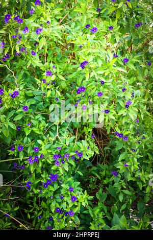 Solanum rantonnetii blüht in Saint Raphael an der französischen Riviera. Stockfoto