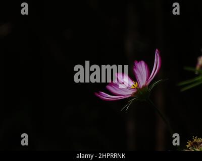 Lila cosmea (Cosmos) mit einem schwarzen unscharfen Hintergrund, mit Farben lila, rosa, weiß, gelb und schwarz Stockfoto