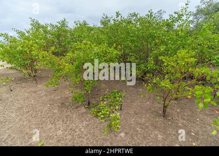 Naturlandschaft von Mangroven rund um den Fluss Ipojuca, in der Nähe von Camboa Strand, Ipojuca - PE, Brasilien. Pflanzen und Bäume in einer feuchten Region mit sandigen Böden. Stockfoto