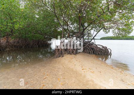 Naturlandschaft von Mangroven rund um den Fluss Ipojuca, in der Nähe von Camboa Strand, Ipojuca - PE, Brasilien. Pflanzen und Bäume in einer feuchten Region mit sandigen Böden. Stockfoto
