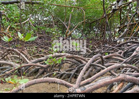 Naturlandschaft von Mangroven rund um den Fluss Ipojuca, in der Nähe von Camboa Strand, Ipojuca - PE, Brasilien. Pflanzen und Bäume in einer feuchten Region mit sandigen Böden. Stockfoto