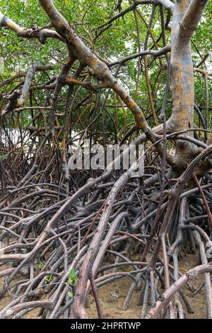 Naturlandschaft von Mangroven rund um den Fluss Ipojuca, in der Nähe von Camboa Strand, Ipojuca - PE, Brasilien. Pflanzen und Bäume in einer feuchten Region mit sandigen Böden. Stockfoto