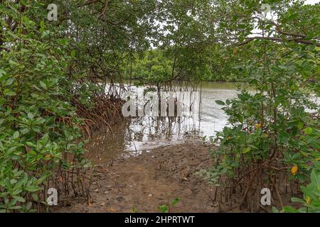 Naturlandschaft von Mangroven rund um den Fluss Ipojuca, in der Nähe von Camboa Strand, Ipojuca - PE, Brasilien. Pflanzen und Bäume in einer feuchten Region mit sandigen Böden. Stockfoto