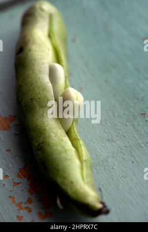 Broad Beans Foto Janerik Henriksson / TT Code 10010 Stockfoto