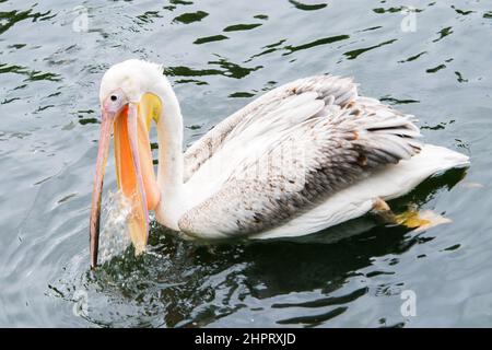 Großer Pelikan mit offenem Schnabel, Angeln in einem See. Öffentlicher Park in London Stockfoto