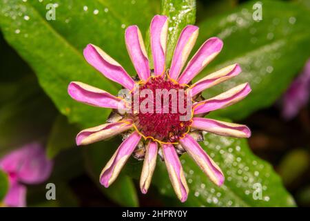 Vollansicht einer rosa Blume von oben nach unten mit roter Mitte und gelber, fädelähnlicher Linie um sie herum Stockfoto
