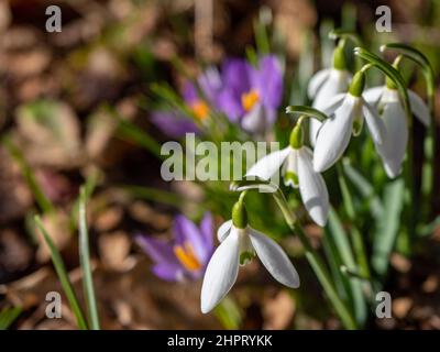 Schneeglöckchen mit Krokussen im Hintergrund Stockfoto