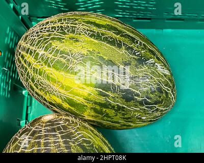 Große, grün gestreifte Wassermelonen. Obst-Hintergrund auf der Theke auf dem Markt. Gewöhnliche Wassermelone Citrullus lanatus, einjähriges Kraut, eine Art der Stockfoto