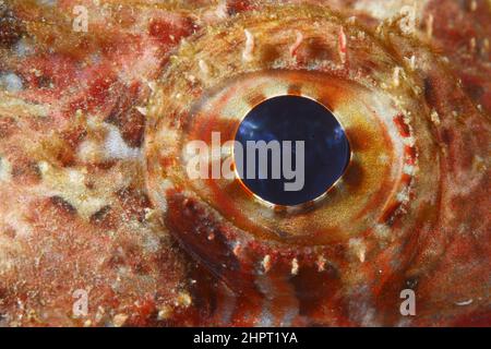 Auge eines Skorpionfischs, tropische Fischaugen, philippinen, Asien Stockfoto