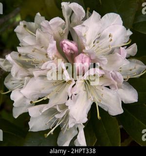 Nahaufnahme der weißen und rosa Rhododendronblüte Stockfoto