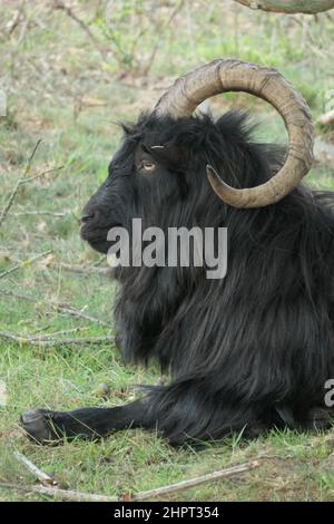 Der Kopf einer schwarzen langhaarigen Landziege mit gewellten Hörnern. Von der Seite gesehen. Stockfoto