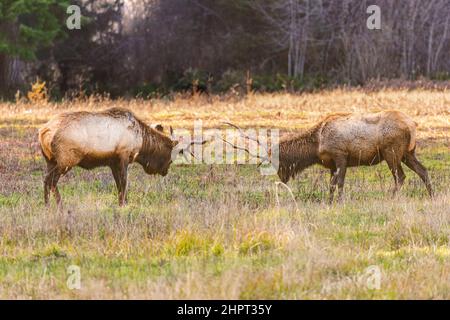 Zwei Bullen Roosevelt Elch (Cervus canadensisi in einem Sparringkampf. Fotografiert im Prim Creek Redwoods State Park, in der Nähe von Orick California, USA. Stockfoto