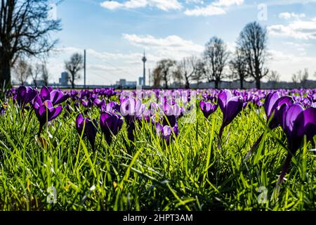 Frühling in Düsseldorf mit blühenden Krokussen Stockfoto