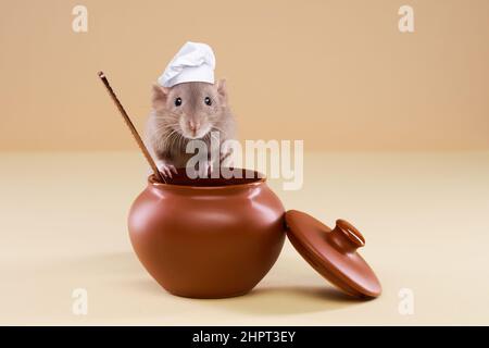Eine Hausratte in einem Kochhut kocht Essen in einem Topf. Hochwertige Fotos Stockfoto