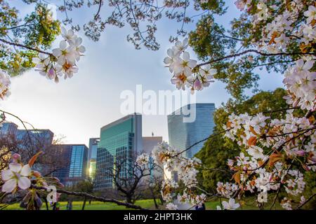 Idyllisches Stadtbild bei Sonnenuntergang (blaue Stunde) mit Kirschblüten in den Hamarikyu-Gärten - Blick durch die Sakura-Blüten auf die Wolkenkratzer der Innenstadt von Tokio Stockfoto