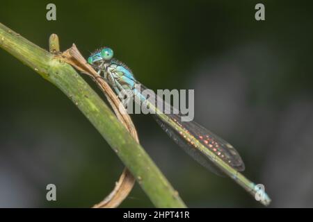 Blaue Fliege mit gefleckten Flügeln, die von unten geschossen wurden Stockfoto