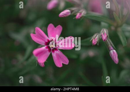 Makro Foto Natur Flieder wild Phlox subulata Blume. Textur Hintergrund blühende Phlox subulata Wildblume. Das Bild einer Pflanze blüht lila Stockfoto