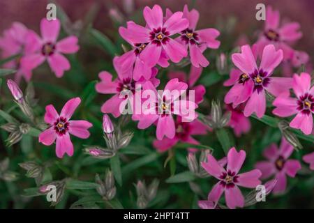 Makro Foto Natur Flieder wild Phlox subulata Blume. Textur Hintergrund blühende Phlox subulata Wildblume. Das Bild einer Pflanze blüht lila Stockfoto