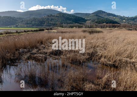 Panoramablick auf das Naturschutzgebiet Bosco di Tanali in den Sümpfen von Bientina, Pisa, Italien Stockfoto