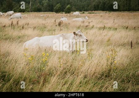 Beigefarbene Kuh, die auf langem getrocknetem Gras auf einem trockenen Weidefeld liegt. Wolkiger Sommertag. Stockfoto
