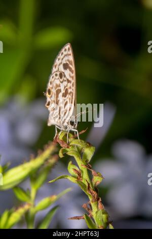 Gesprenkelte Linie Blauer Schmetterling - Wissenschaftlicher Name: Catopyrops florinda aus der Ferne aufgenommen Stockfoto