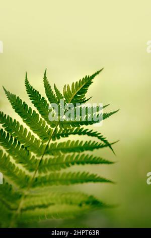 Farn Blätter grün frisch saftig, Farn Makro-Foto Makroansicht Farn Blatt dekorativen Hintergrund Stockfoto