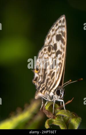 Portraitaufnahme einer gesprenkelten Linie Blauer Schmetterling - Wissenschaftlicher Name: Catopyrops florinda Stockfoto