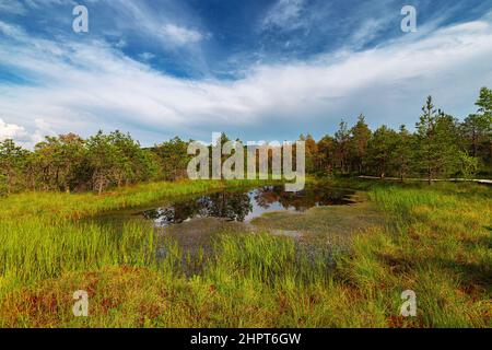 Kleiner Teich in den Mooren neben dem See Saint Anna in Siebenbürgen, Rumänien Stockfoto