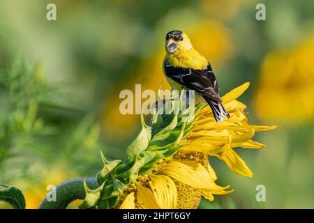 Männlicher amerikanischer Goldfink (Spinus Trusts) thronte an einem Sommermorgen auf einer leuchtend gelben Sonnenblume, die Samen frisst Stockfoto
