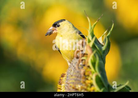 Männlicher amerikanischer Goldfink (Spinus Trusts) thronte an einem Sommermorgen auf einer leuchtend gelben Sonnenblume, die Samen frisst Stockfoto