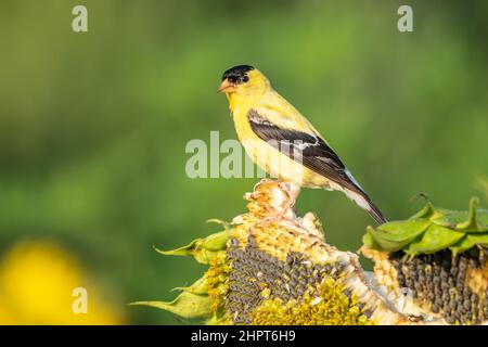 Männlicher amerikanischer Goldfink (Spinus Trusts) thronte an einem Sommermorgen auf einer leuchtend gelben Sonnenblume, die Samen frisst. Stockfoto