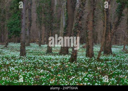Weißer Teppich blühender weißer Schneeglöckchen auf dem Waldboden im Frühjahr Stockfoto