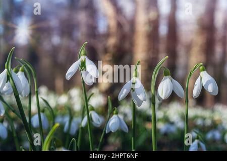 Schöne blühende weiße Schneeglöckchen im Wald Stockfoto