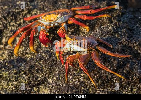 Zwei Sally Lightfoot Krabben, Galapagos Inseln, Ecuador Stockfoto