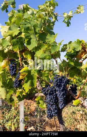 Typischer Weinberg mit blauen Trauben in der Nähe von Chateauneuf-du-Pape, Cotes du Rhone, Frankreich Stockfoto