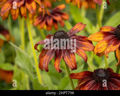 Dunkelrot mit orangefarbenen Kegelblüten gefärbt, die in einem britischen Garten wachsen. Stockfoto