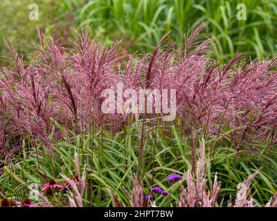 Dunkelrote Blütenköpfe der Miscanthus sinensis roten Wolke, die in einem britischen Garten wächst Stockfoto