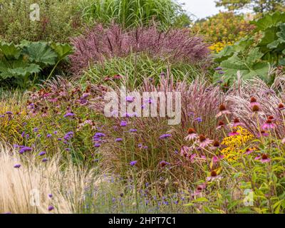 Pflanzen im Stil einer Prärie mit Farbmotiven in einem britischen Garten. Stockfoto