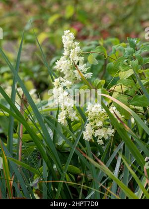 Weiße Blütenköpfe von Hydrangea arborescens 'Hayes Starburst' wachsen in einem britischen Garten. Stockfoto