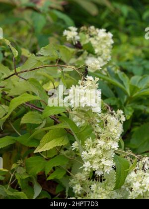 Weiße Blütenköpfe von Hydrangea arborescens 'Hayes Starburst' wachsen in einem britischen Garten. Stockfoto